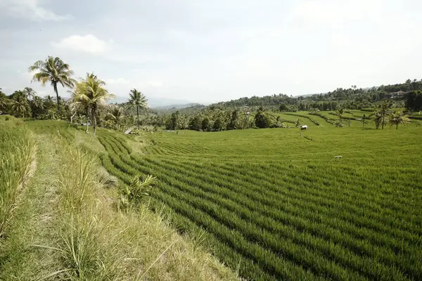 Plantacja Zielonego Ryżu Rano — Zdjęcie stockowe