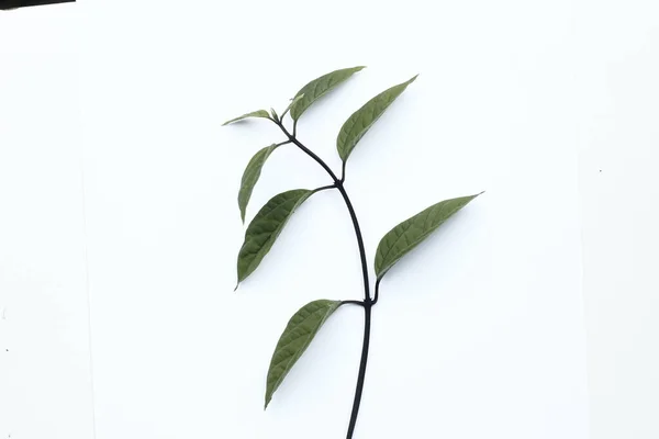 stock image green leaves on white background