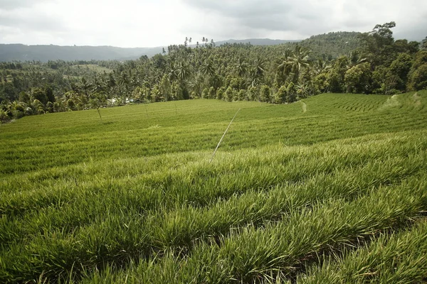 Зеленое Рисовое Поле Сельской Местности — стоковое фото