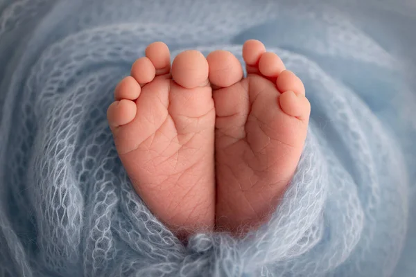 The tiny foot of a newborn. Soft feet of a newborn in ablue woolen blanket. Close-up of toes, heels and feet of a newborn baby. Studio Macro photography. Womans happiness.