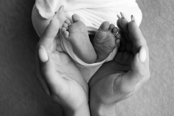 The palms of the father, the mother are holding the foot of the newborn baby. Feet of the newborn on the palms of the parents. Studio photography of a childs toes, heels and feet. Black white