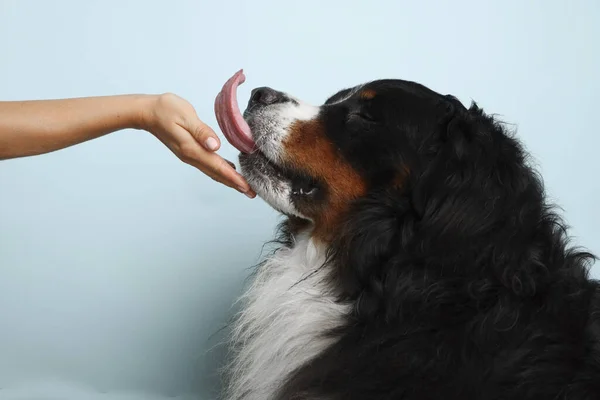 Stock Foto Bernese mountain dog on a pale blue background. Studio shot of a dog and a human hand on an isolated background. The man strokes the dogs face. The dog stuck out its tongue.