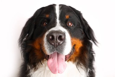 Photo Bernese Mountain Dog on a white background. Studio shot of a dog in front of an isolated background. 
