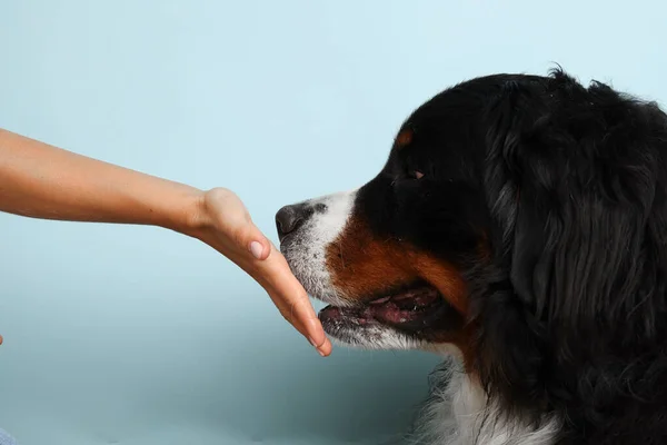 Stock Foto Bernese mountain dog on a pale blue background. Studio shot of a dog and a human hand on an isolated background. The dog licks the owners hand. A man strokes a dogs nose.