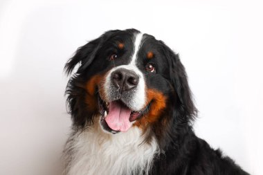 Photo Bernese Mountain Dog on a white background. Studio shot of a dog in front of an isolated background. 