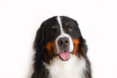 Photo Bernese Mountain Dog on a white background. Studio shot of a dog in front of an isolated background. 