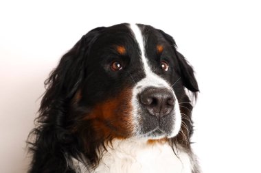 Beyaz arka planda Bernese Dağı Köpeği fotoğrafı. İzole edilmiş bir arka planda bir köpeğin stüdyo fotoğrafı.. 