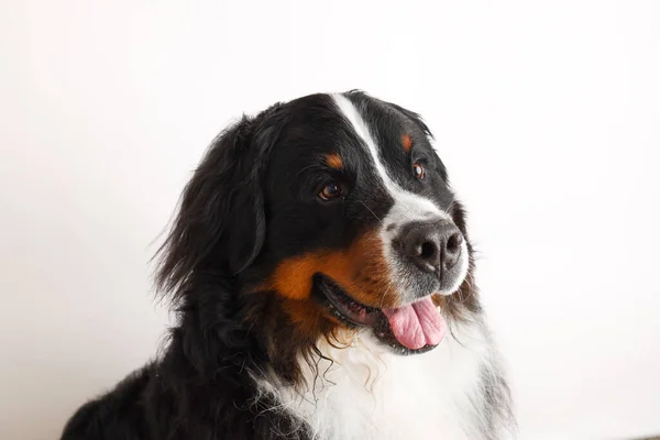 stock image Photo Bernese Mountain Dog on a white background. Studio shot of a dog in front of an isolated background. 