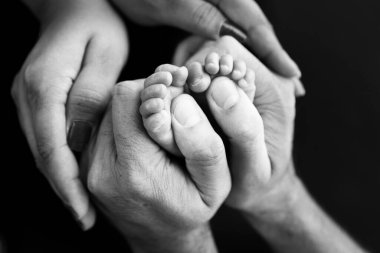 Childrens foot in the hands of mother, father, parents. Feet of a tiny newborn close up. Little baby legs. Mom and her child. Happy family concept. Black and white image of motherhood stock photo