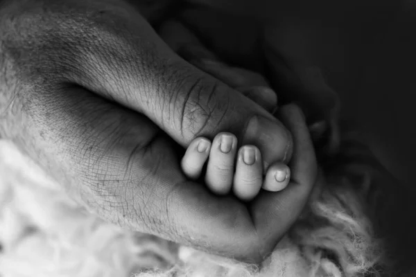 小さな子供の手と母親と父親の手のクローズアップ 出生後の新生児はしっかりと保持し その両親の親指を圧迫します 黒と白の写真を背景に — ストック写真