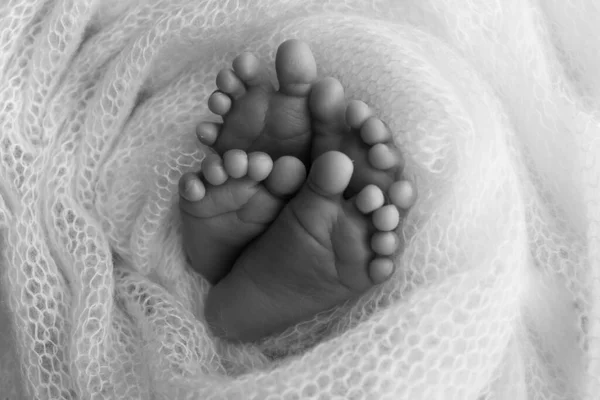 Legs, toes, feet and heels of newborn twins. Wrapped in a knitted blanket. Studio macro photography, close-up. Black and white photographs. Two newborns.