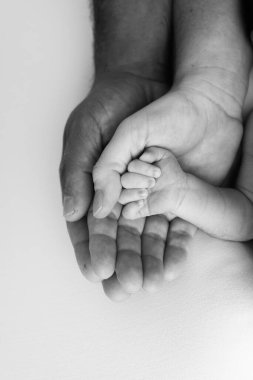 Mutlu bir ailenin üç avuç içi. Minik parmakları olan yeni doğmuş küçük bir el. Ebeveynlerin avuç içi, anne ve baba yeni doğmuş bir bebeğin sapını tutuyor. Stüdyo makro çekimi, siyah beyaz fotoğraf. 