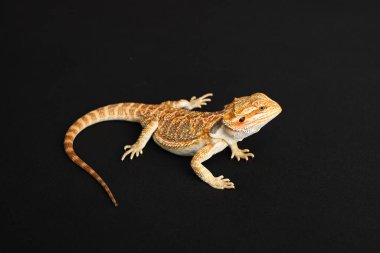 Sakallı ejderha, pogona vittisepsi, siyah arka planda izole edilmiş, Tiger Destern Morphs. İzole edilmiş beyaz arka planda profesyonel makro fotoğrafçılık. Yüksek kalite fotoğraf