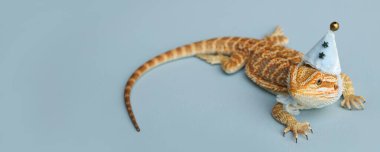 Sakallı ejderha, pogona vittisepsi, mavi arka planda izole edilmiş, Tiger Destern Morphs. İzole edilmiş profesyonel makro fotoğraf stüdyosu. Yeni yıl mavi şapkalı ejderha. Yeni yıl kartı. Pankart. 