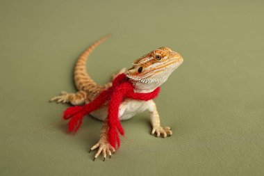 Sakallı ejderha, pogona vittisepsi, yeşil arka planda izole edilmiş, Tiger Destern Morphs. İzole edilmiş yeşil arka planda profesyonel makro fotoğrafçılık. Kırmızı Yeni Yıl eşarbı. Yeni yıl kartı. 
