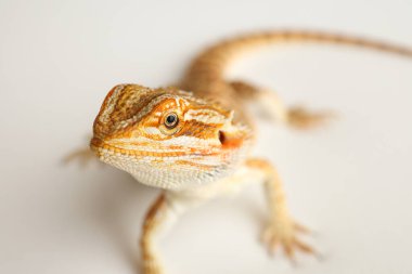 Sakallı ejderha, pogona vittisepsi, beyaz arka planda izole edilmiş, Tiger Destern Morphs. İzole edilmiş beyaz arka planda profesyonel makro fotoğrafçılık. Yüksek kalite fotoğraf