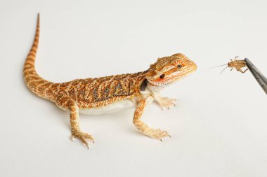 Sakallı ejderha, pogona vittisepsi, beyaz arka planda izole edilmiş, Tiger Destern Morphs. Profesyonel makro fotoğraf stüdyosu. Metal cımbız kullanarak bir kertenkele çekirgesi ve cırcır böceği besliyorum.. 