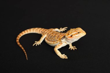 Sakallı ejderha, pogona vittisepsi, siyah arka planda izole edilmiş, Tiger Destern Morphs. İzole edilmiş siyah arka planda profesyonel makro fotoğrafçılık. Yüksek kalite fotoğraf