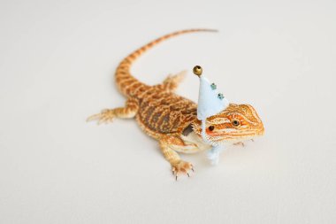 Sakallı ejderha, pogona vittisepsi, beyaz arka planda izole edilmiş, Tiger Destern Morphs. İzole edilmiş beyaz arka planda profesyonel makro fotoğraf stüdyosu. Yeni yıl mavi şapkalı ejderha. Yeni yıl kartı