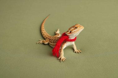 Sakallı ejderha, pogona vittisepsi, yeşil arka planda izole edilmiş, Tiger Destern Morphs. İzole edilmiş yeşil arka planda profesyonel makro fotoğrafçılık. Kırmızı Yeni Yıl eşarbı. Yeni yıl kartı. 