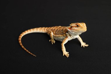 Sakallı ejderha, pogona vittisepsi, siyah arka planda izole edilmiş, Tiger Destern Morphs. İzole edilmiş siyah arka planda profesyonel makro fotoğrafçılık. Yüksek kalite fotoğraf