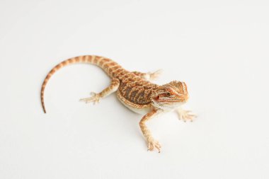 Sakallı ejderha, pogona vittisepsi, beyaz arka planda izole edilmiş, Tiger Destern Morphs. İzole edilmiş beyaz arka planda profesyonel makro fotoğrafçılık. Yüksek kalite fotoğraf