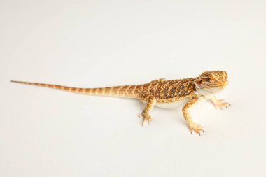 Sakallı ejderha, pogona vittisepsi, beyaz arka planda izole edilmiş, Tiger Destern Morphs. İzole edilmiş beyaz arka planda profesyonel makro fotoğrafçılık. Yüksek kalite fotoğraf