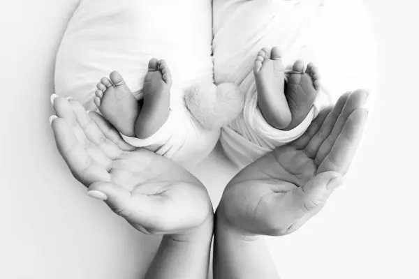 Father and mother hold the feet of newborn twins. Hands of parents and feet of their children in wrapping and knitted heart . Legs, toes, feet and heels of newborn twins. Black and white photo.