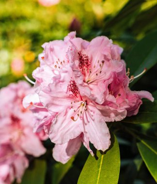 ormangülü bahar Parkı