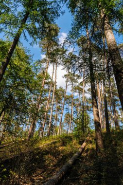 Karpat dağlarının güzel ormanları