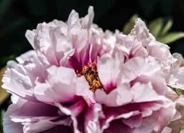 Bahçedeki güzel pembe şakayık çiçeği