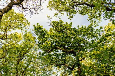 Hollanda 'daki botanik bahçesi.