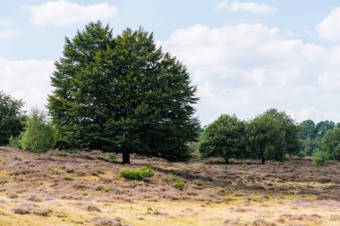 Bulutlu gökyüzünün altında güzel bir arazi.