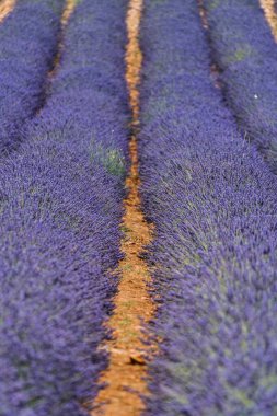 Provence 'deki güzel lavanta tarlası