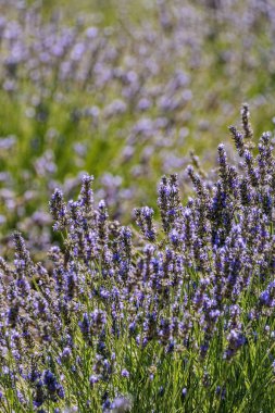 Bir lavanta tarlası