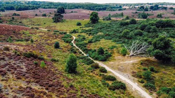 Ormanda yol, arka plan olarak fotoğraf, dijital resim