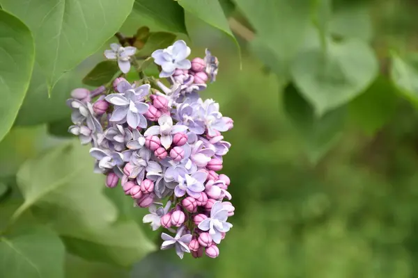 Bahçedeki leylaklar, Sainte-Apolline, Qubec, Kanada