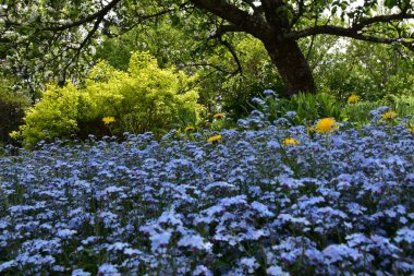 Wildflowers in the garden, Sainte-Apolline, Qubec, Canada clipart