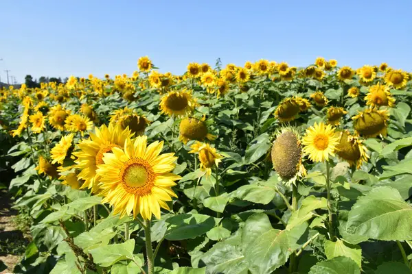 Ayçiçeği tarlası, La Pcatire, Qubec, Kanada
