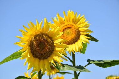 Ayçiçeği, La Pocatire, Qubec, Kanada