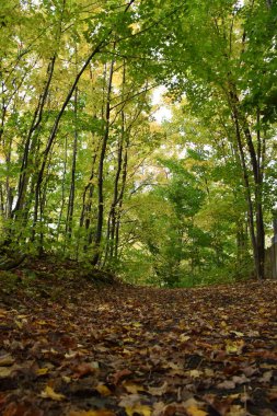 A deciduous forest in autumn, Sainte-Apolline, Qubec, Canada clipart