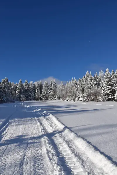 Fırtına sonrası karla kaplı bir orman, Sainte-Apolline, Qubec, Kanada