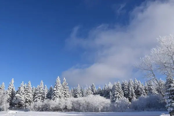 Fırtına sonrası karla kaplı bir orman, Sainte-Apolline Qubec, Kanada