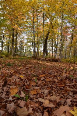 Sonbaharda bir akçaağaç korusu, Qubec, Kanada