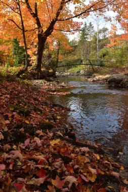 Sonbaharda parktaki dere, Saint-Damase, Qubec, Kanada