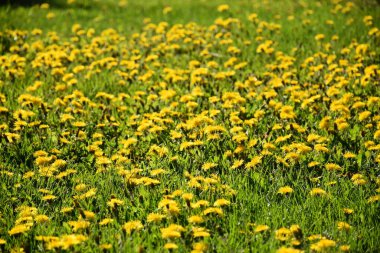 Bir karahindiba tarlası, Sainte-Apolline, Qubec, Kanada