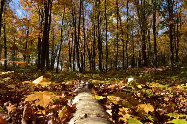 A maple grove in autumn, Sainte-Apolline, Qubec, Canada clipart