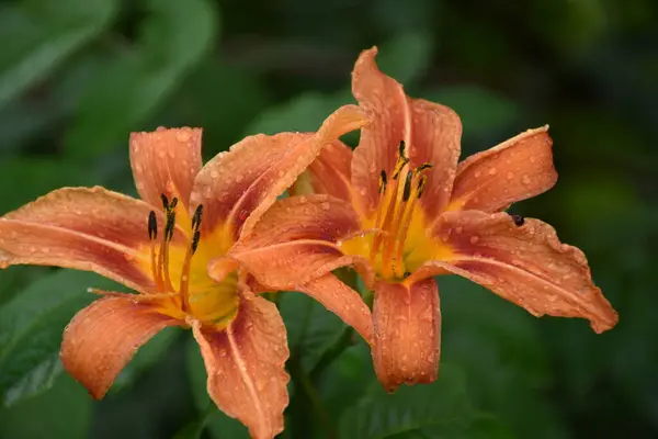 Yağmurdan sonra bahçede çiçekler, Sainte-Apolline, Qubec, Kanada
