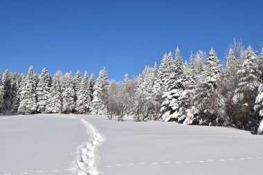 Footprints in the snow, Sainte-Apolline, Qubec, Canada clipart