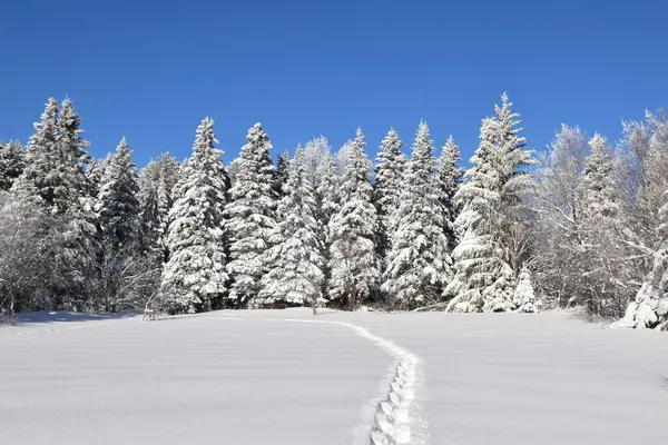 Karda ayak izleri, Sainte-Apolline, Qubec, Kanada
